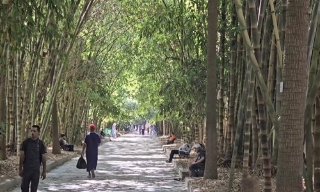 Rì rào tiếng tre Việt Nam giữa lòng Bắc Phi